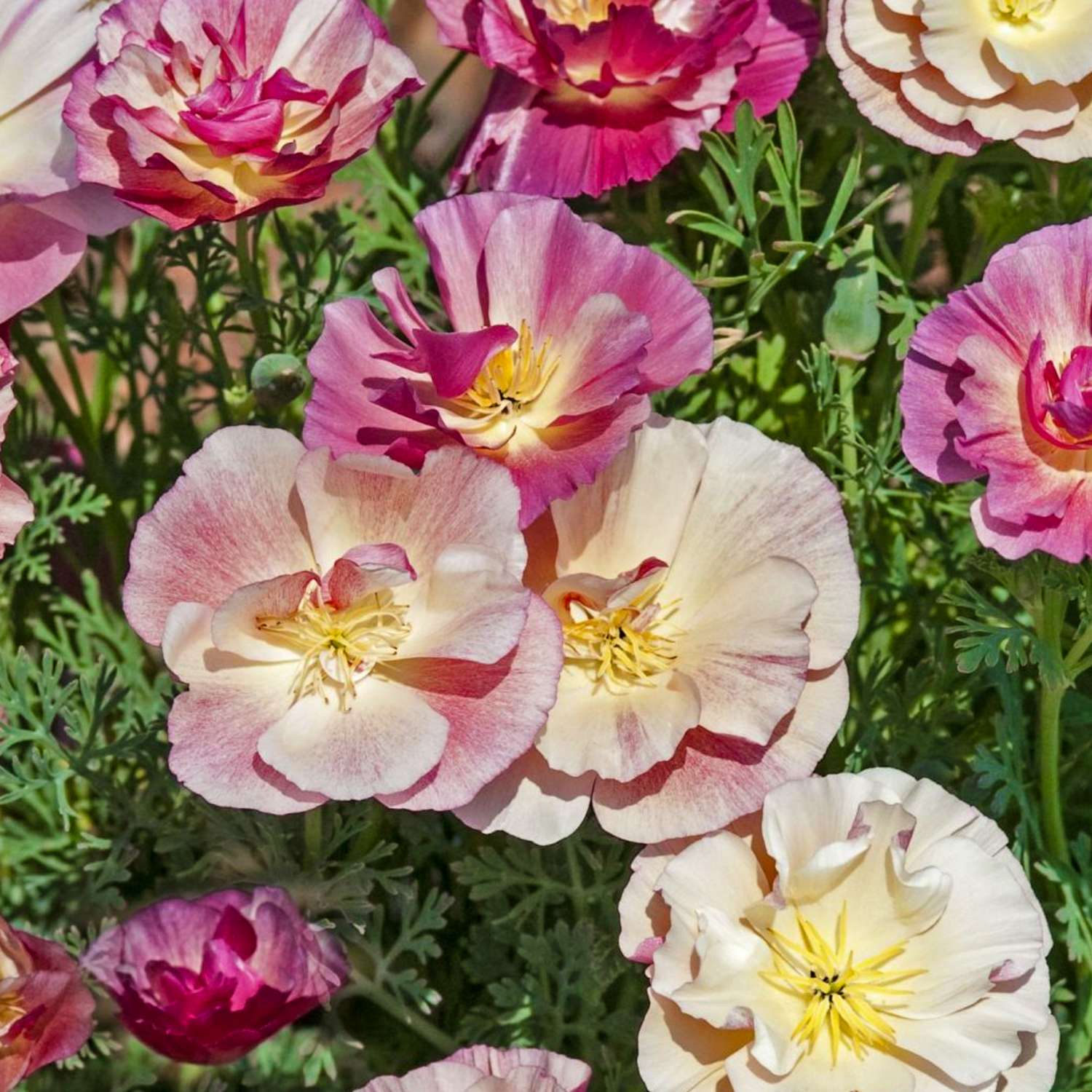 Pavot de Californie 'Appleblossom Chiffon' (graines)